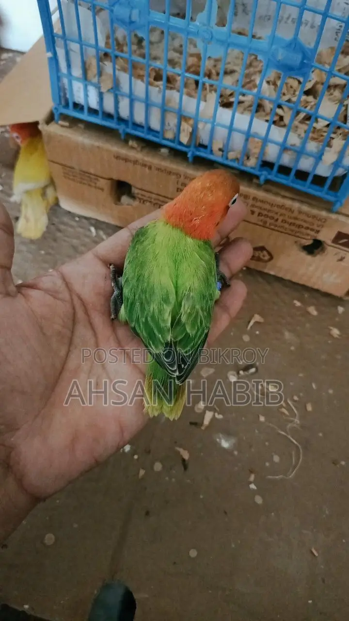 Love Bird