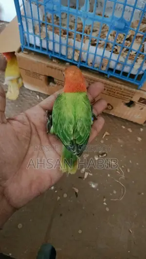 Love Bird