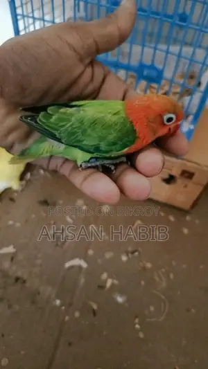 Love Bird