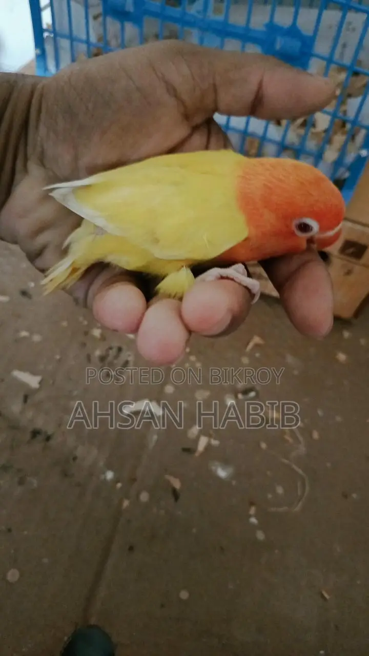 Love Bird