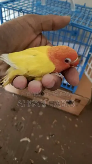 Love Bird