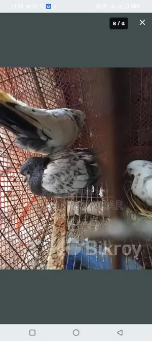 কবুতর বিক্রি