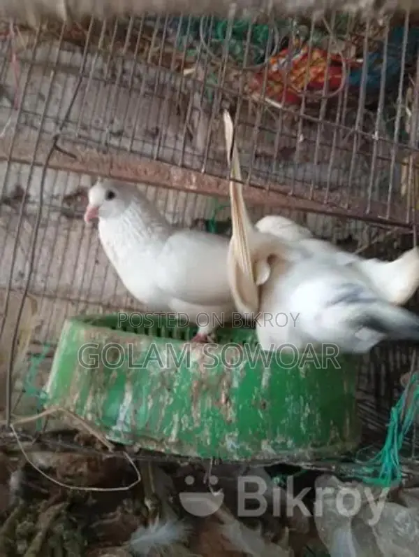কবুতর বিক্রি