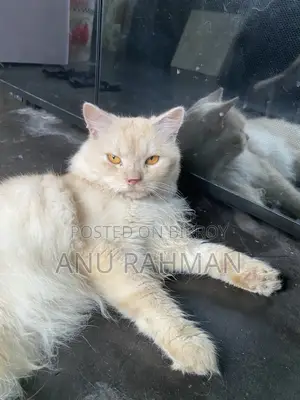 Persian Male Cat