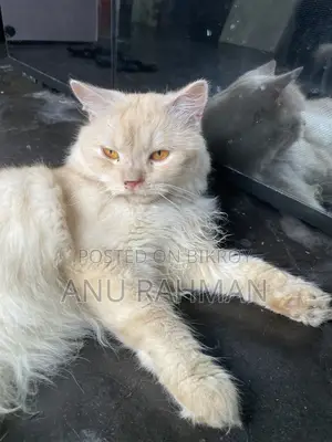 পার্সিয়ান পুরুষ বিড়াল