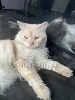 পার্সিয়ান পুরুষ বিড়াল