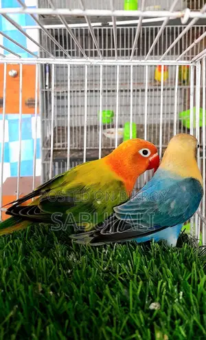 LOVE BIRD