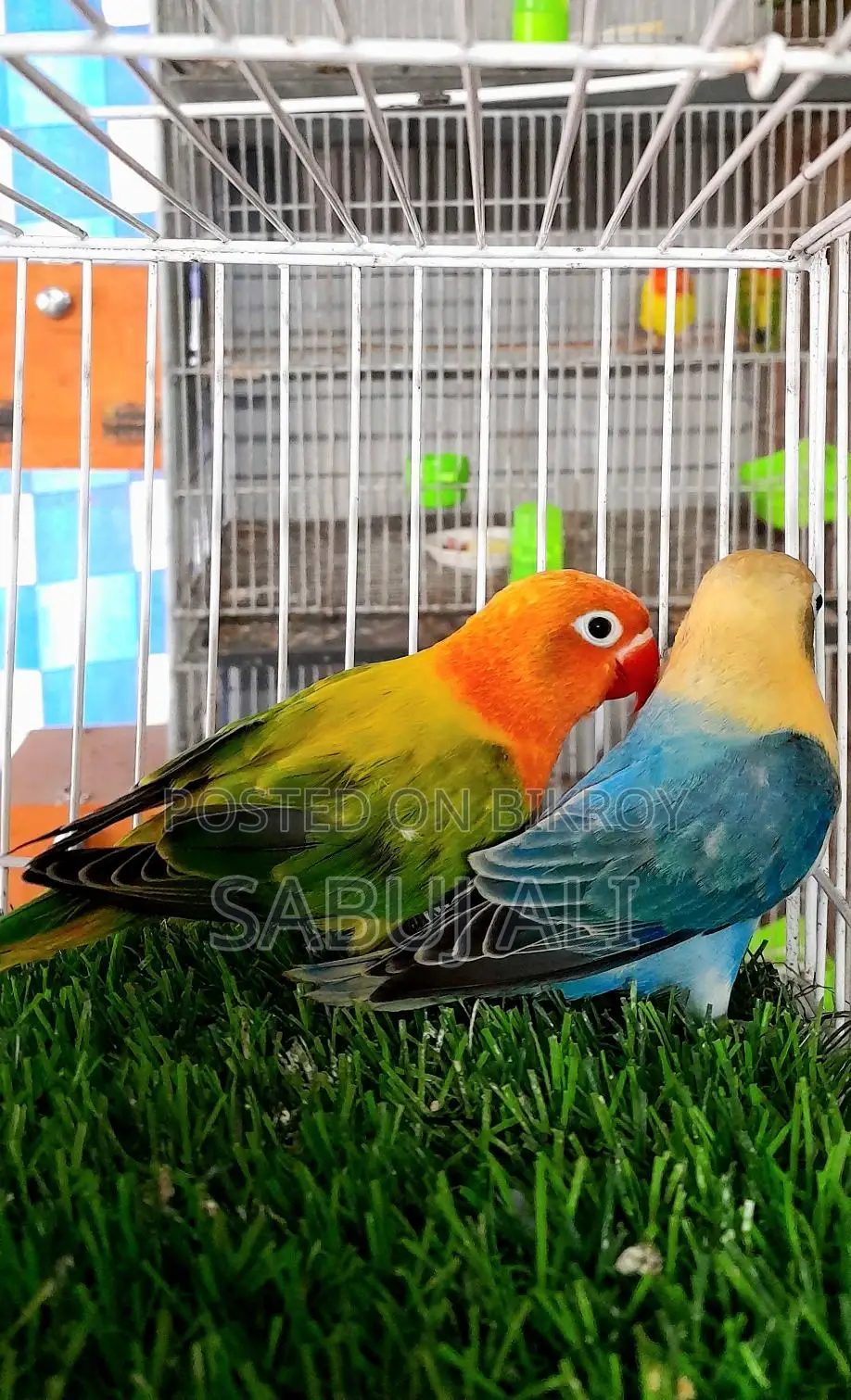 LOVE BIRD