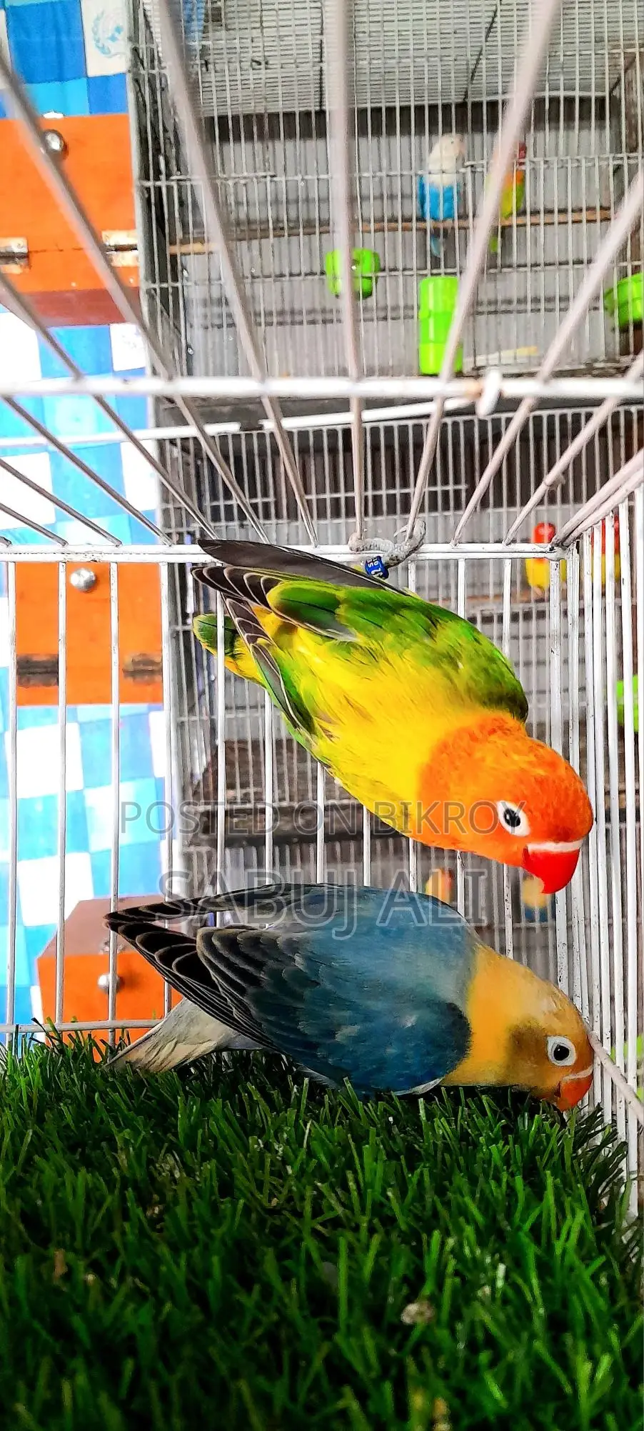 LOVE BIRD