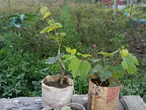 Baikonur Grape Plant