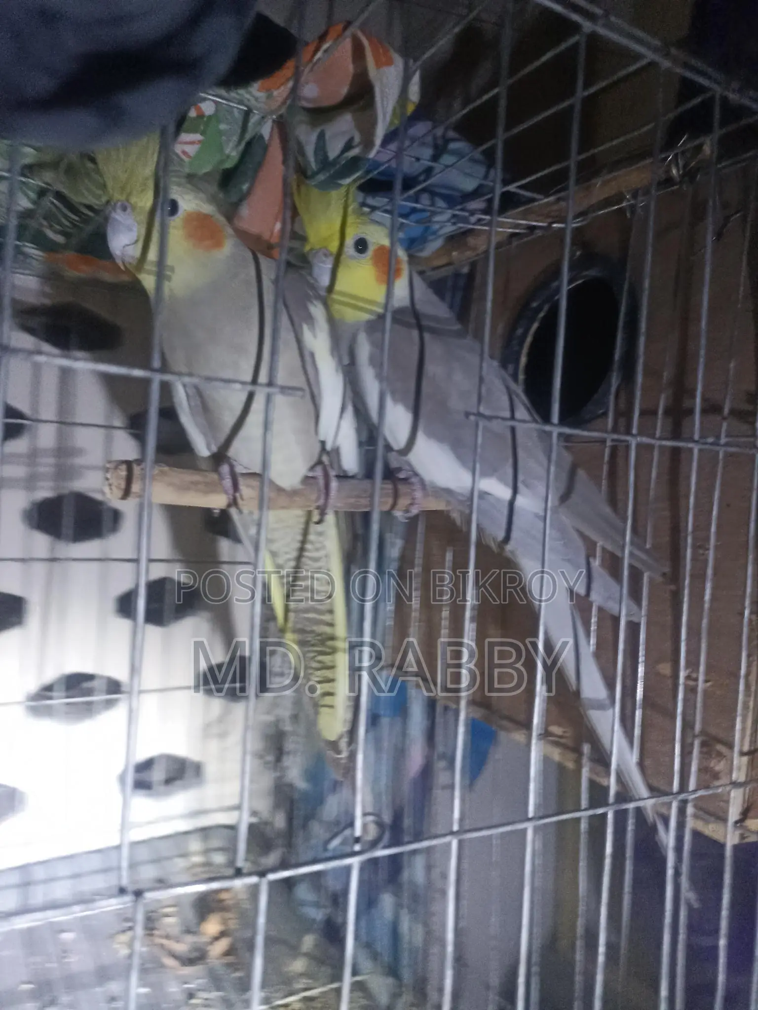 Cockatiel