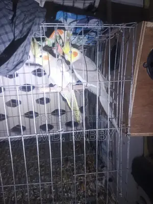 Cockatiel