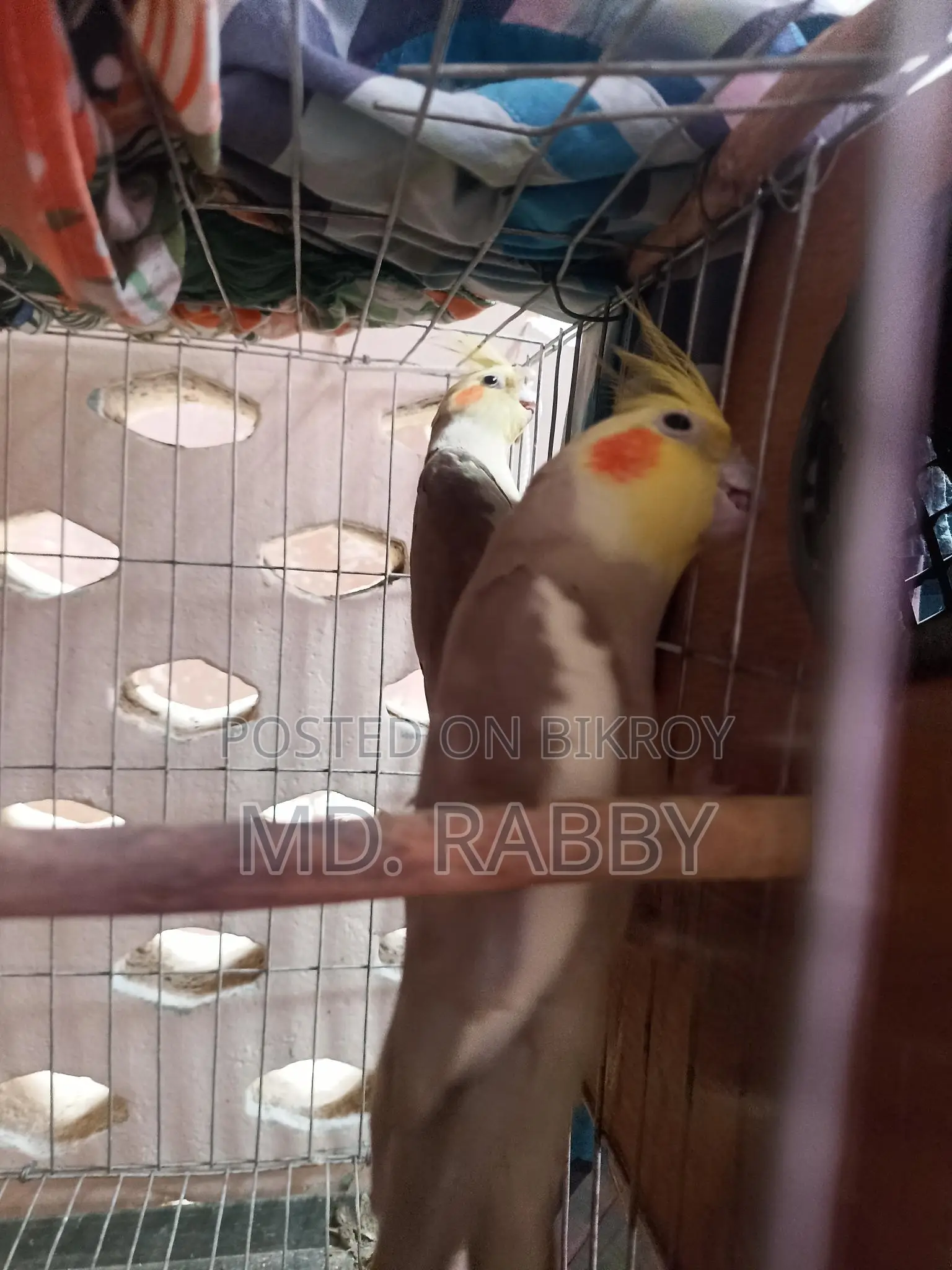 Cockatiel