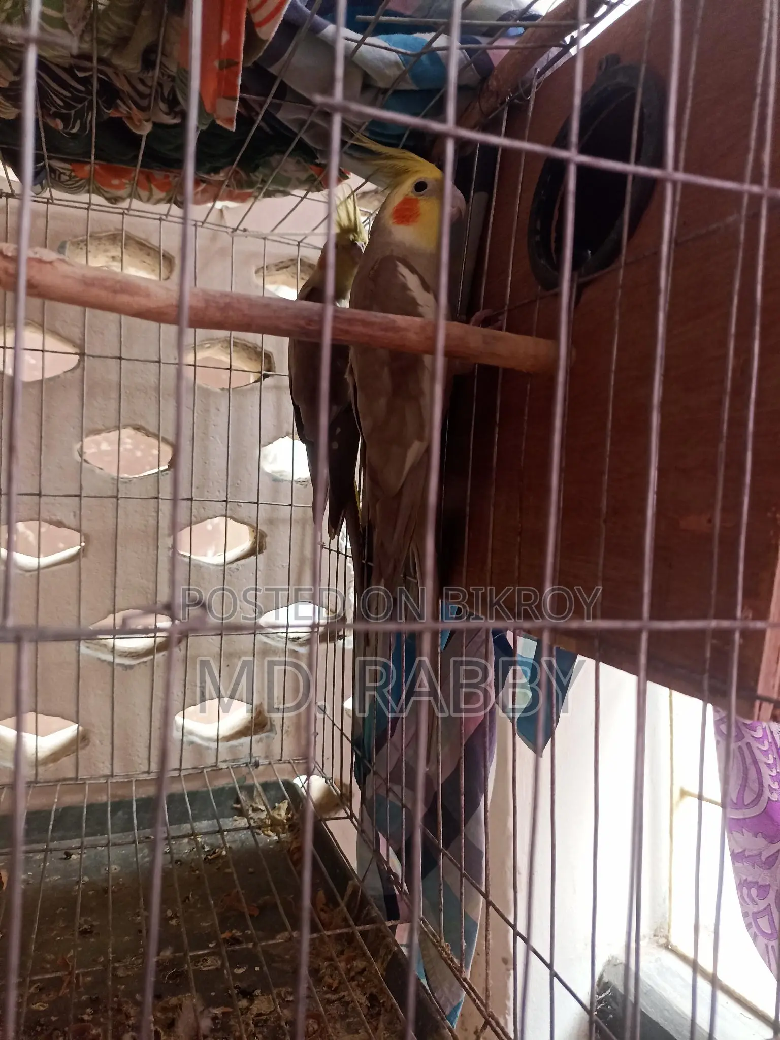 Cockatiel