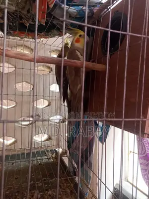 Cockatiel