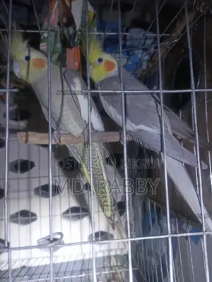Cockatiel