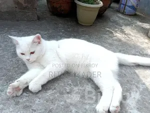 Persian cat for sale