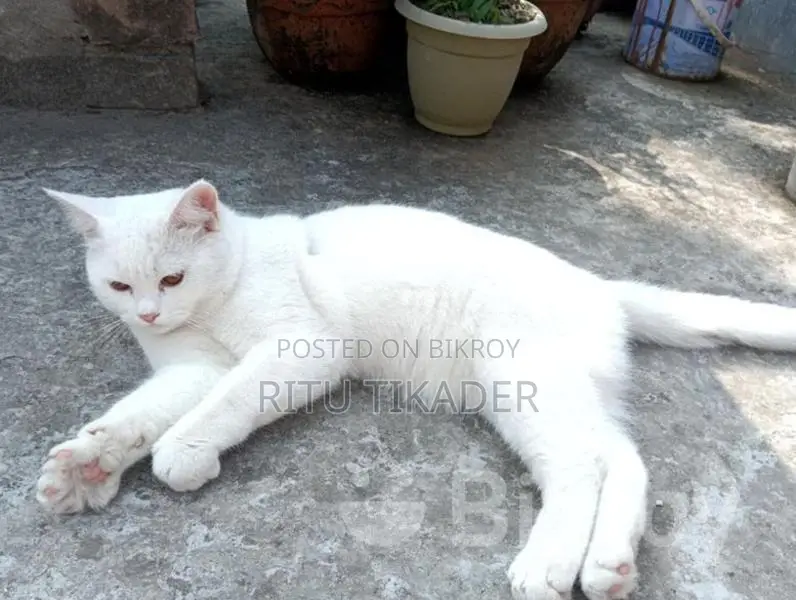 Persian cat for sale