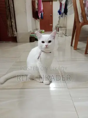 Persian cat for sale