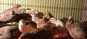King Quail Wholesale and Retail