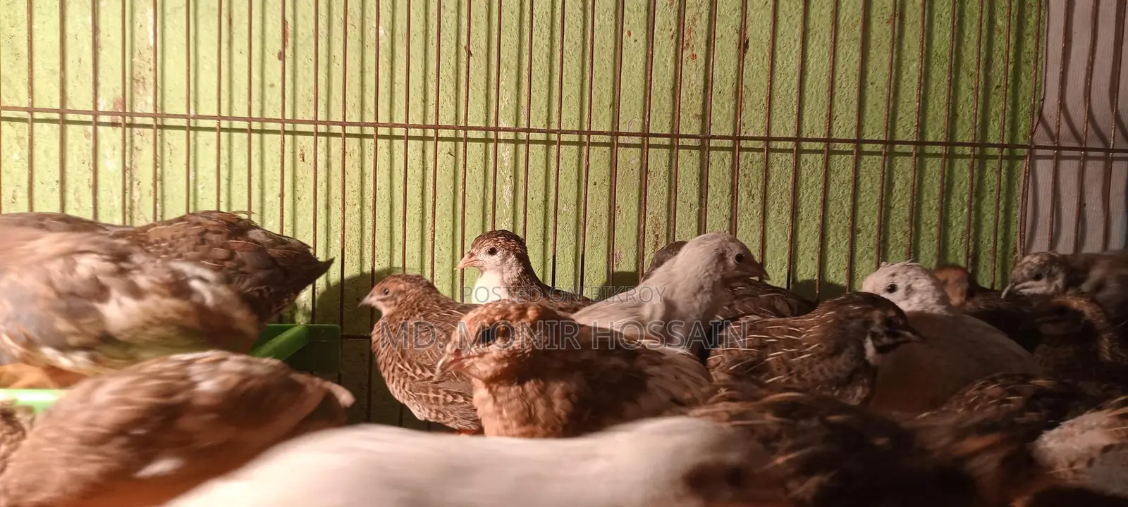King Quail Wholesale and Retail