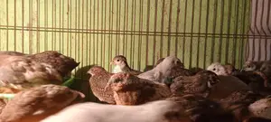 King Quail Wholesale and Retail