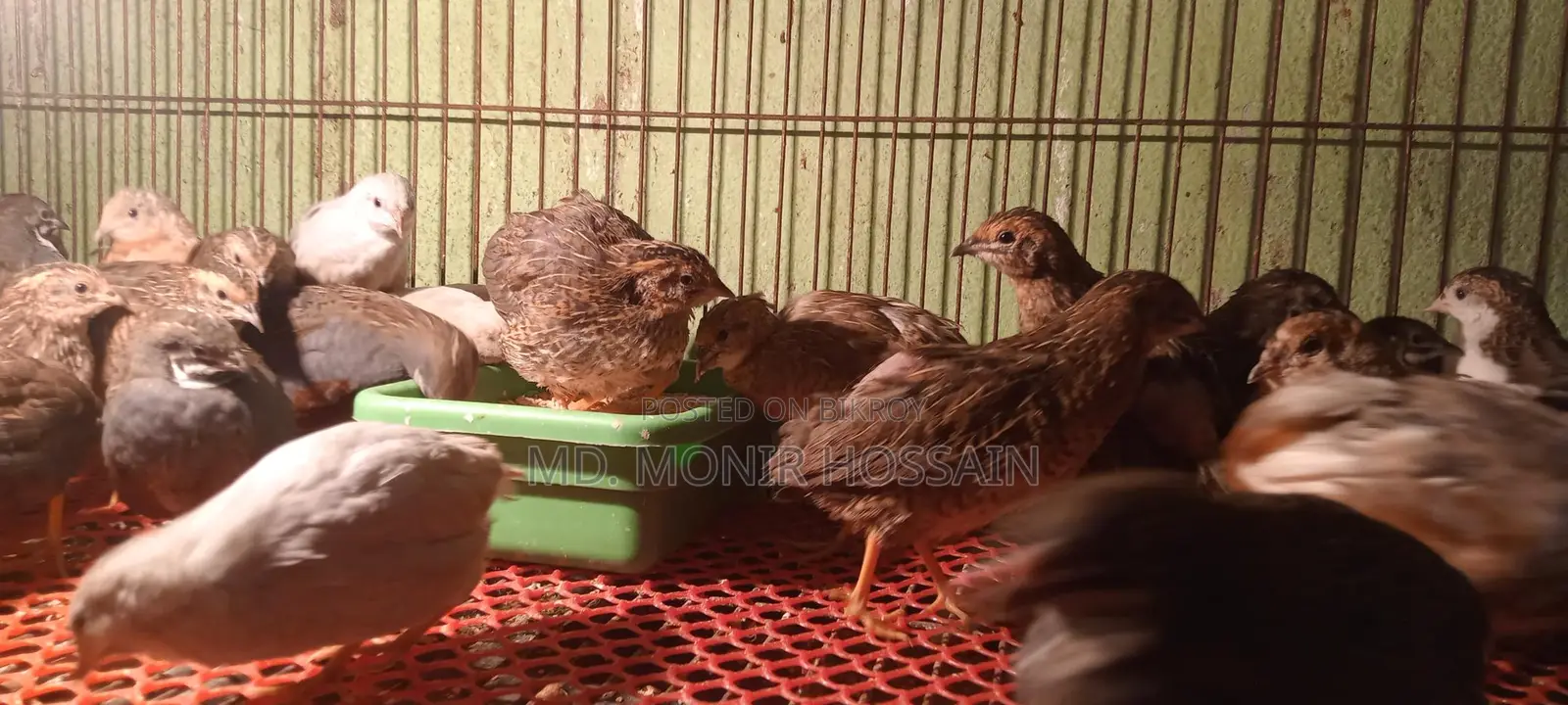 King Quail Wholesale and Retail