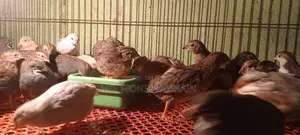 King Quail Wholesale and Retail