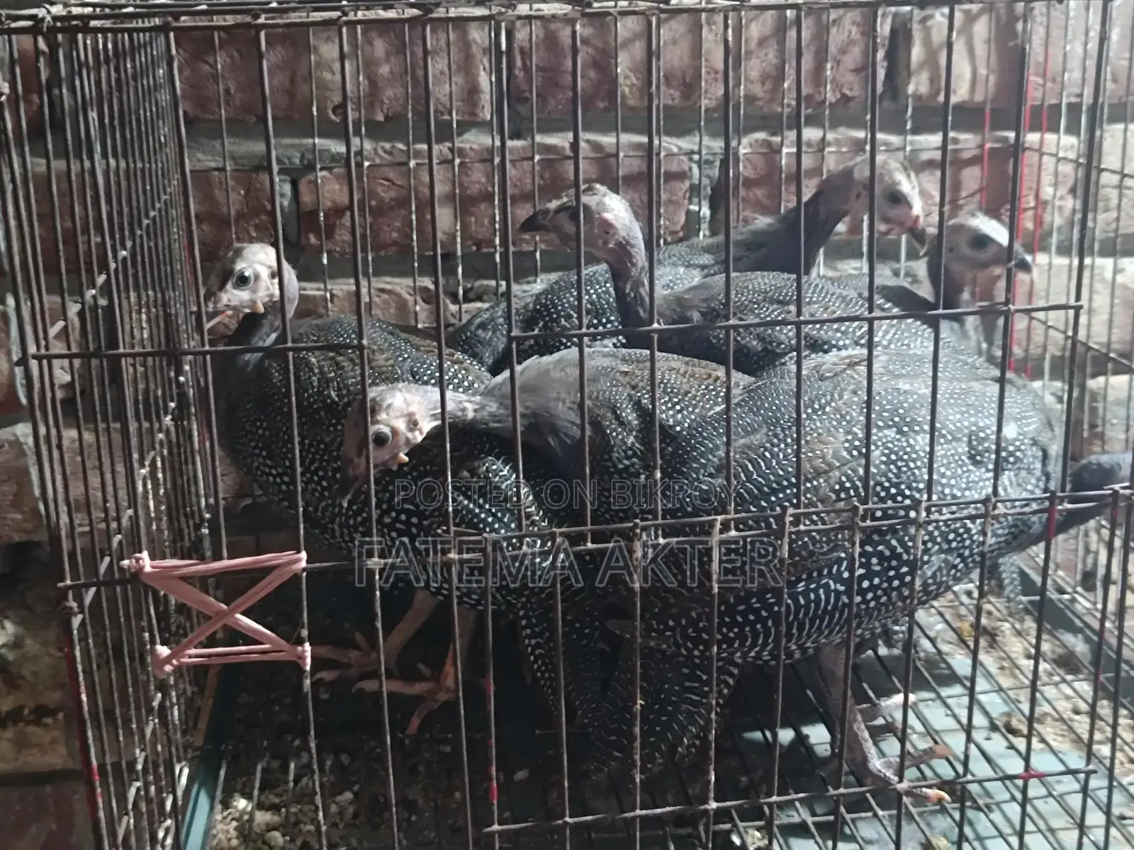 একজোড়া তিতির মুরগির বাচ্চা