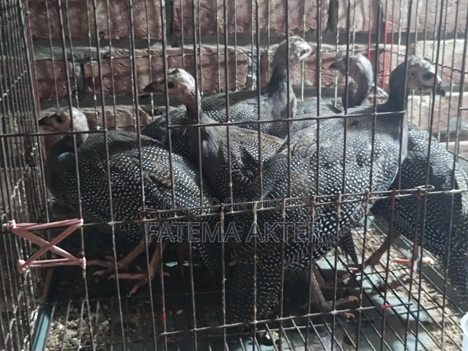 একজোড়া তিতির মুরগির বাচ্চা
