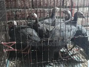একজোড়া তিতির মুরগির বাচ্চা