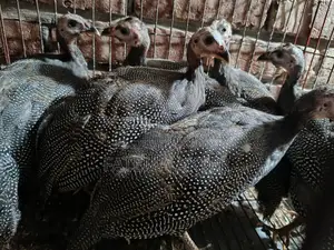 একজোড়া তিতির মুরগির বাচ্চা