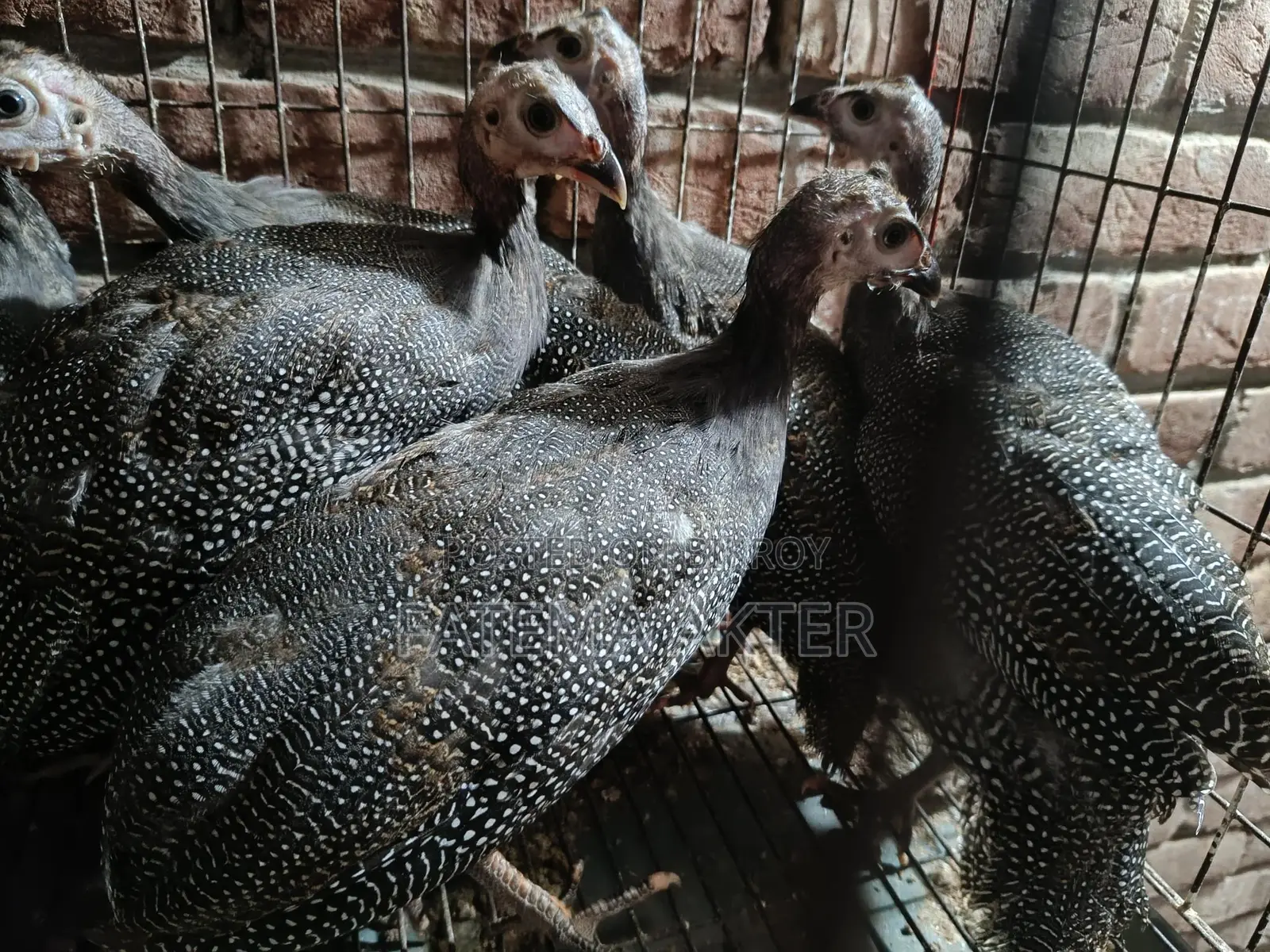 একজোড়া তিতির মুরগির বাচ্চা
