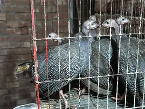 একজোড়া তিতির মুরগির বাচ্চা