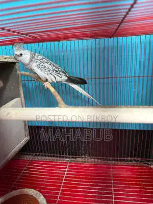 Cockatiel White Pearl