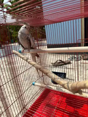 Cockatiel White Pearl