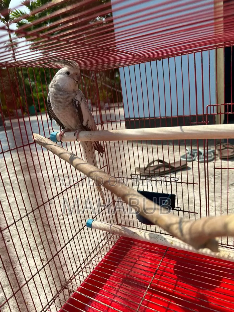 Cockatiel White Pearl