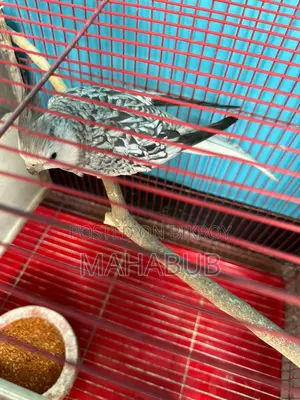 Cockatiel White Pearl