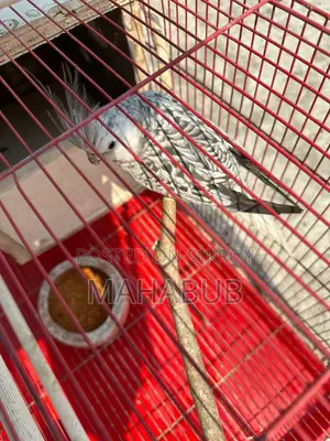 Cockatiel White Pearl