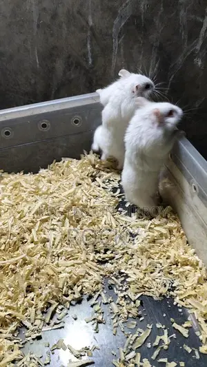 Dwarf Campbell Hamster Adult Pair