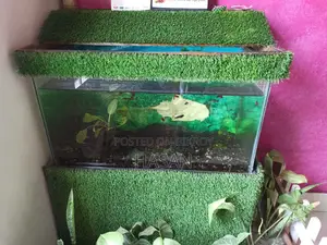 Aquarium Full Setup 30"x15"