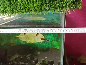 Aquarium Full Setup 30"x15"