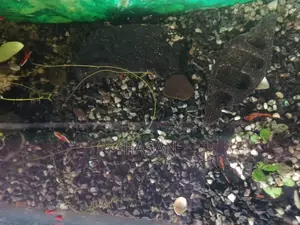 Aquarium Full Setup 30"x15"