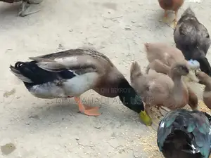 Local Ducks and Muscovy Ducks