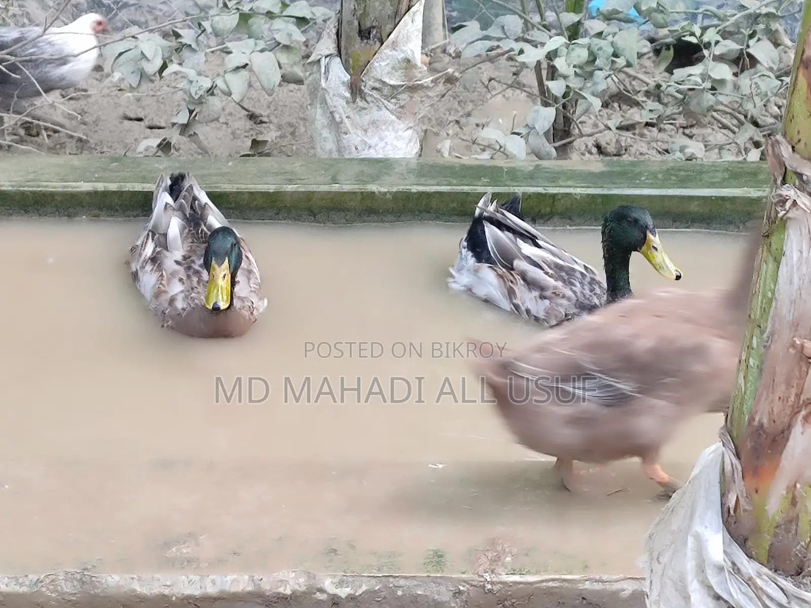 Local Ducks and Muscovy Ducks