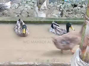Local Ducks and Muscovy Ducks