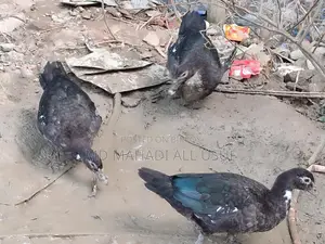 Local Ducks and Muscovy Ducks