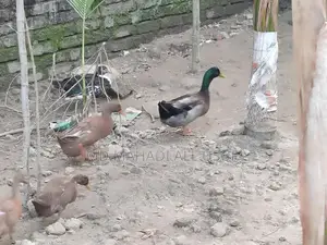 Local Ducks and Muscovy Ducks