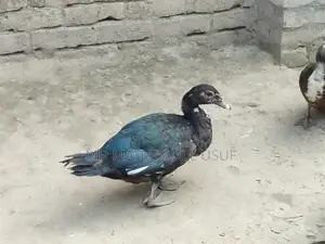 Local Ducks and Muscovy Ducks