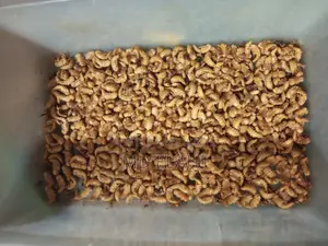 বিটল পোকা
